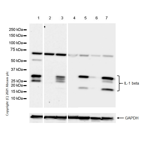 Anti-IL-1 beta antibody [RM1009] - BSA and Azide free
