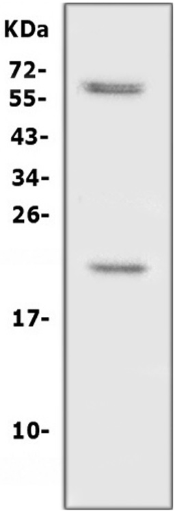 Anti-IL-10 antibody (AB192271) | Abcam, Philippines