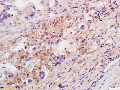Immunohistochemistry (Formalin/PFA-fixed paraffin-embedded sections) - Anti-IL-10 antibody (AB217941)
