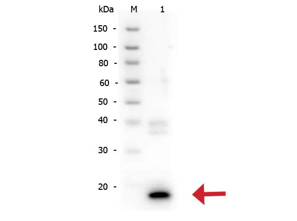 Western blot - Anti-IL-10 antibody (AB34843)