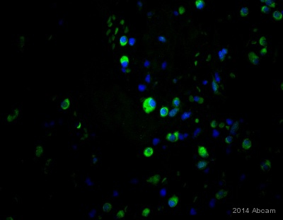 Immunocytochemistry/ Immunofluorescence - Anti-IL-10 antibody [EPR1114] (AB133575), expandable thumbnail