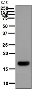 Western blot - Anti-IL-10 antibody [EPR1114] (AB133575), expandable thumbnail