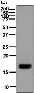 Western blot - Anti-IL-10 antibody [EPR1114] (AB133575)
