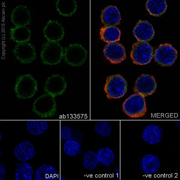 Immunocytochemistry/ Immunofluorescence - Anti-IL-10 antibody [EPR1114] - BSA and Azide free (AB215975)