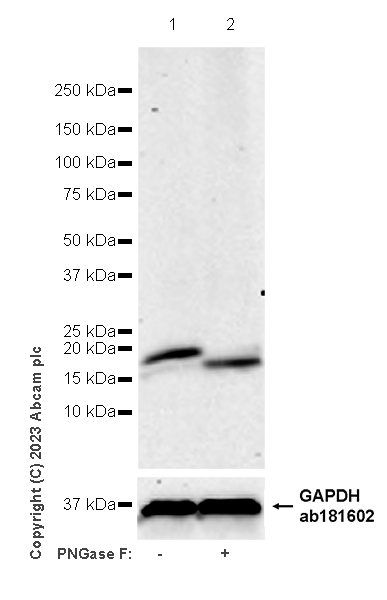 Western blot - Anti-IL-10 antibody [EPR27280-88] (AB310329), expandable thumbnail
