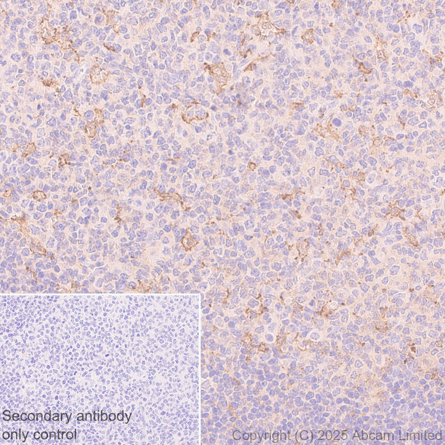 Immunohistochemistry (Formalin/PFA-fixed paraffin-embedded sections) - Anti-IL-10 antibody [EPR28980-513] (AB324012), expandable thumbnail