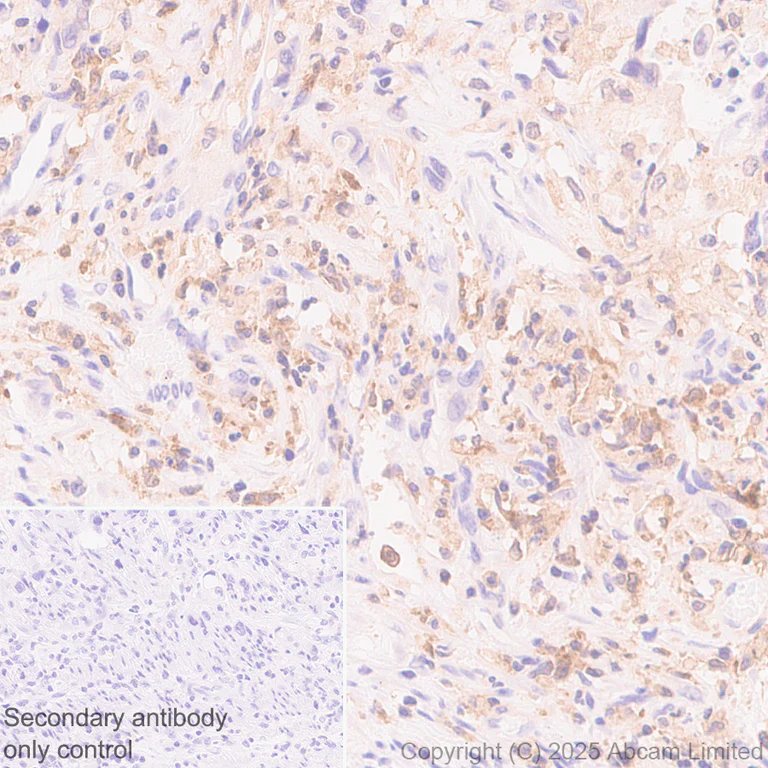 Immunohistochemistry (Formalin/PFA-fixed paraffin-embedded sections) - Anti-IL-10 antibody [EPR28980-513] (AB324012)