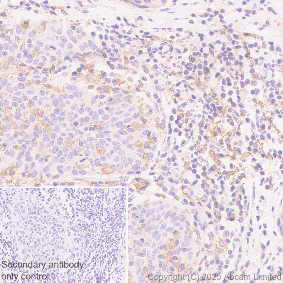 Immunohistochemistry (Formalin/PFA-fixed paraffin-embedded sections) - Anti-IL-10 antibody [EPR28980-513] (AB324012), expandable thumbnail
