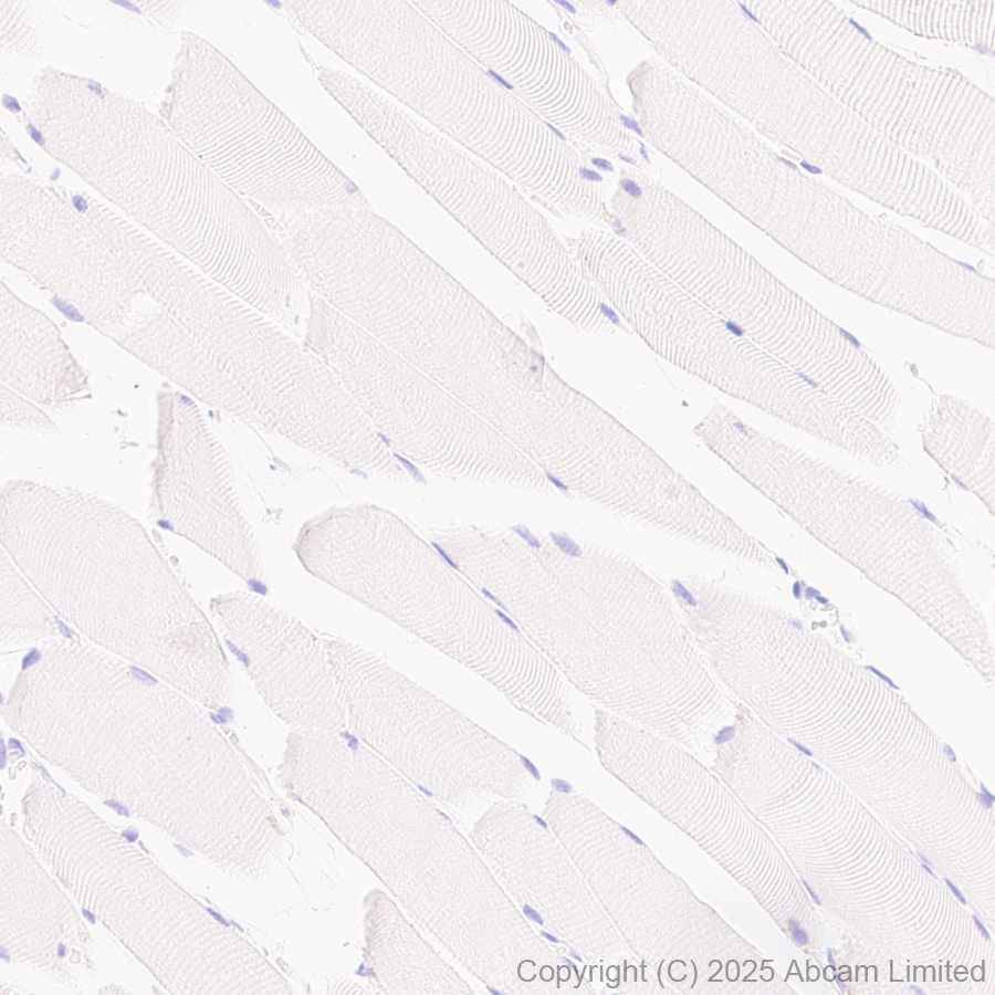 Immunohistochemistry (Formalin/PFA-fixed paraffin-embedded sections) - Anti-IL-10 antibody [EPR28980-513] (AB324012), expandable thumbnail