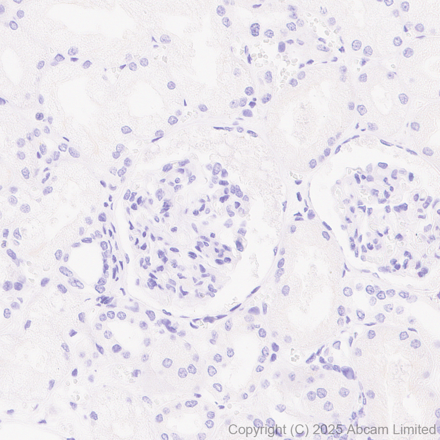 Immunohistochemistry (Formalin/PFA-fixed paraffin-embedded sections) - Anti-IL-10 antibody [EPR28980-513] (AB324012), expandable thumbnail