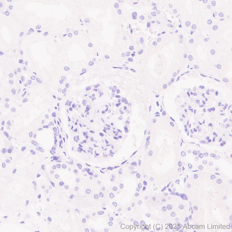 Immunohistochemistry (Formalin/PFA-fixed paraffin-embedded sections) - Anti-IL-10 antibody [EPR28980-513] (AB324012)