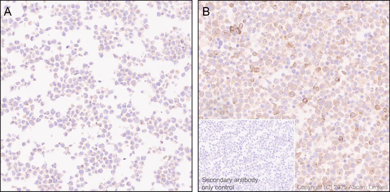 Immunohistochemistry (Formalin/PFA-fixed paraffin-embedded sections) - Anti-IL-10 antibody [EPR28980-513] (AB324012)