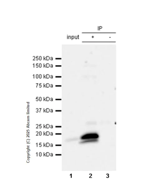 Immunoprecipitation - Anti-IL-10 antibody [RM1325] (AB324290)