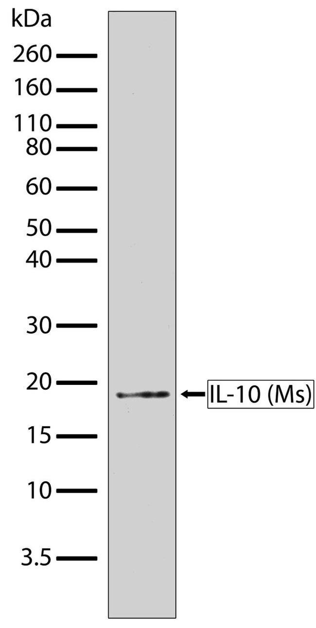 Western blot - Anti-IL-10 Antibody [RP23040032] (AB313401), expandable thumbnail