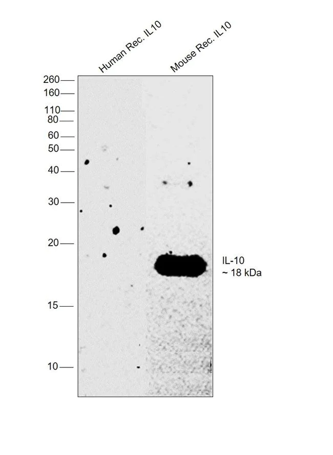 Western blot - Anti-IL-10 Antibody [RP23040032] (AB313401)