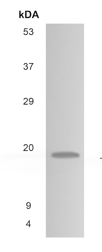 Western blot - Anti-IL-11 antibody [MM0361-9T27] (AB89887)