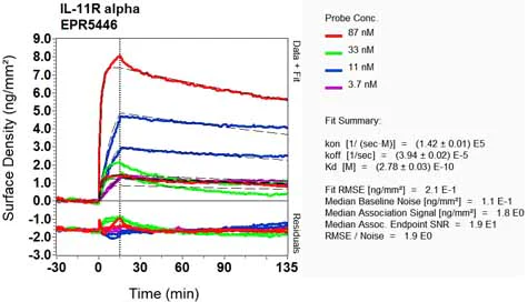 OI-RD Scanning - Anti-IL-11RA antibody [EPR5446] - BSA and Azide free (AB240950)