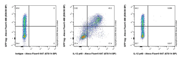 Flow Cytometry (Intracellular) - Anti-IL-12 p40 antibody [EPR28679-579] (AB326571)