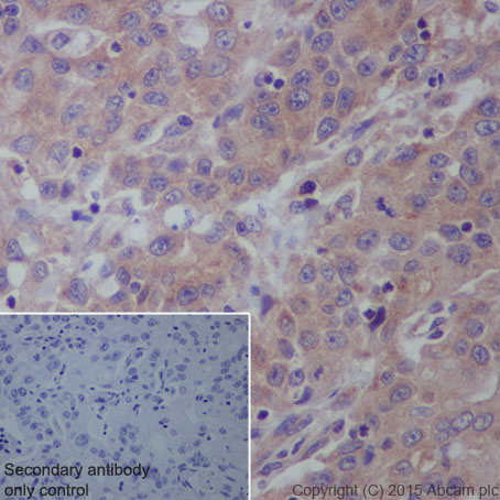 Immunohistochemistry (Formalin/PFA-fixed paraffin-embedded sections) - Anti-IL-12A antibody [EP5737] (AB131039)