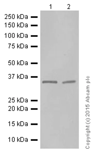 Western blot - Anti-IL-12A antibody [EP5737] (AB131039)