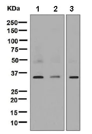 Western blot - Anti-IL-12A antibody [EP5737] (AB131039)