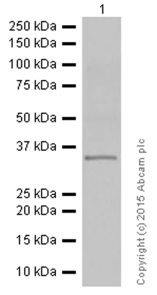 Western blot - Anti-IL-12A antibody [EP5737] (AB131039)