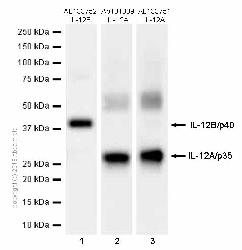 Western blot - Anti-IL-12A antibody [EPR5736] (AB133751), expandable thumbnail