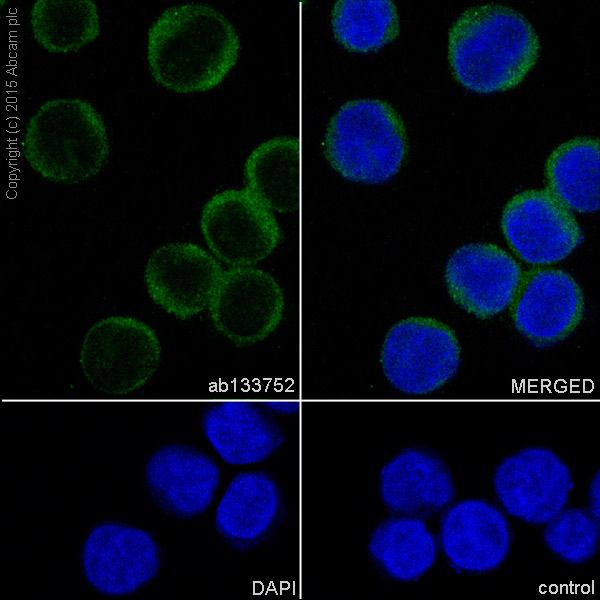 Immunocytochemistry/ Immunofluorescence - Anti-IL-12B antibody [EPR5739] - Low endotoxin, Azide free (AB246704), expandable thumbnail