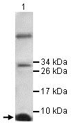 Western blot - Anti-IL-13 antibody (AB106732)