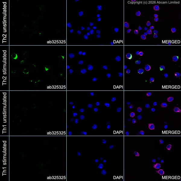 Immunocytochemistry/ Immunofluorescence - Anti-IL-13 antibody [EPR27282-114] (AB325325)