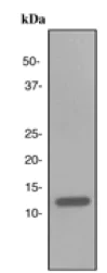 Western blot - Anti-IL-13 antibody [EPR3267] (AB133353)