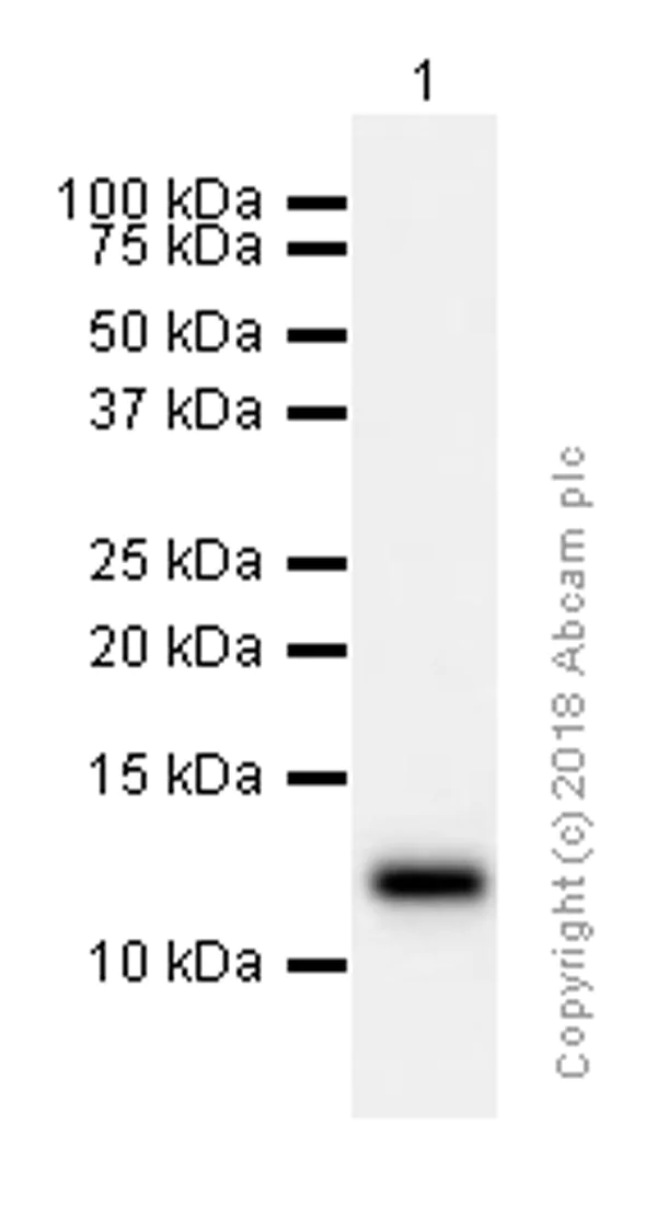 Western blot - Anti-IL-13 antibody [EPR3267] (AB133353)