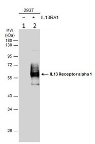 Western blot - Anti-IL-13 receptor alpha 1 antibody (AB154380)
