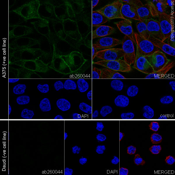Immunocytochemistry/ Immunofluorescence - Anti-IL-13 receptor alpha 2 antibody [EPR22978-163] - BSA and Azide free (AB263874), expandable thumbnail