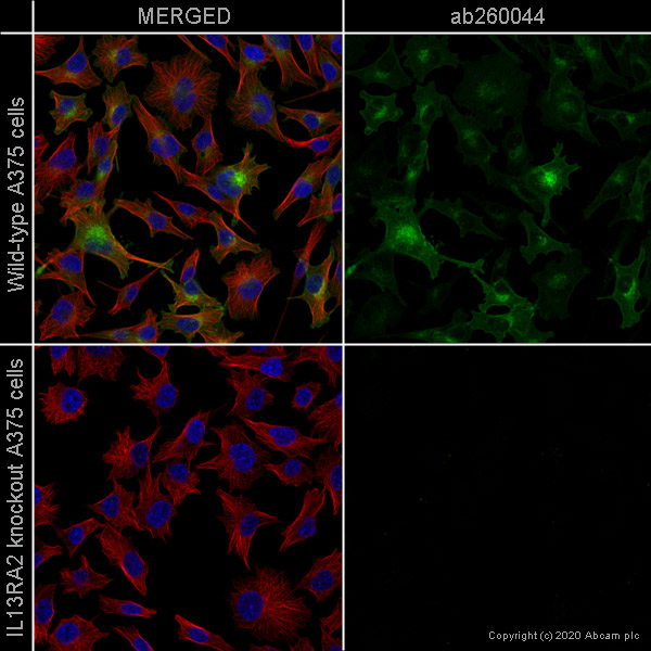 Immunocytochemistry/ Immunofluorescence - Anti-IL-13 receptor alpha 2 antibody [EPR22978-163] - BSA and Azide free (AB263874), expandable thumbnail