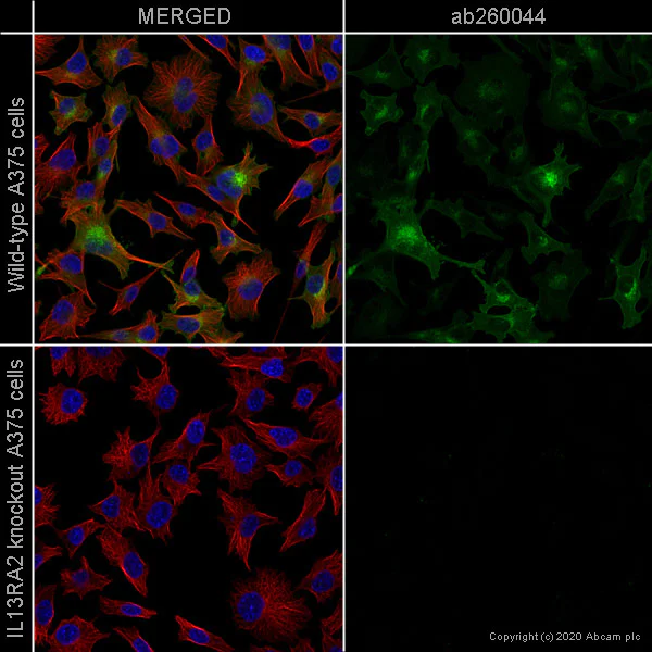Immunocytochemistry/ Immunofluorescence - Anti-IL-13 receptor alpha 2 antibody [EPR22978-163] - BSA and Azide free (AB263874)
