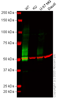 Western blot - Anti-IL-13 receptor alpha 2 antibody [EPR22978-163] - BSA and Azide free (AB263874), expandable thumbnail