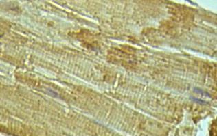 Immunohistochemistry (Formalin/PFA-fixed paraffin-embedded sections) - Anti-IL-15 antibody (AB109082)