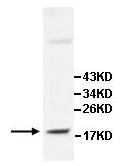 Western blot - Anti-IL-15 antibody (AB109082)