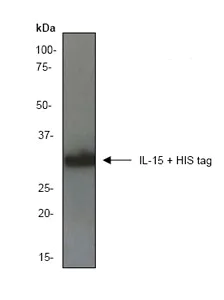 Western blot - Anti-IL-15 antibody [EP433Y] - BSA and Azide free (AB284678)