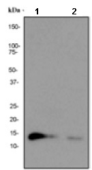Western blot - Anti-IL-15 antibody [EPR1542Y] - BSA and Azide free (AB232062)