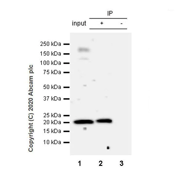 Immunoprecipitation - Anti-IL-15 antibody [EPR22635-214] - BSA and Azide free (AB273631)