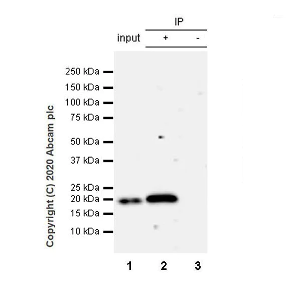 Immunoprecipitation - Anti-IL-15 antibody [EPR22635-214] - BSA and Azide free (AB273631)