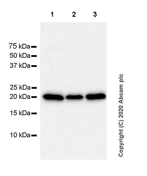 Western blot - Anti-IL-15 antibody [EPR22635-214] - BSA and Azide free (AB273631)