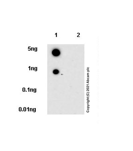 Dot Blot - Anti-IL-15RA antibody [EPR24784-142] (AB273022), expandable thumbnail