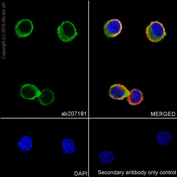 Immunocytochemistry/ Immunofluorescence - Anti-IL-16 antibody [EPR19988] - BSA and Azide free (AB251467)