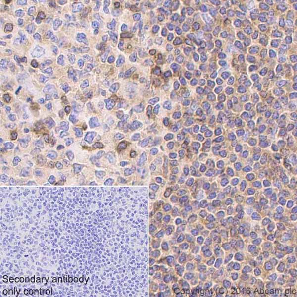 Immunohistochemistry (Formalin/PFA-fixed paraffin-embedded sections) - Anti-IL-16 antibody [EPR19988] - BSA and Azide free (AB251467)