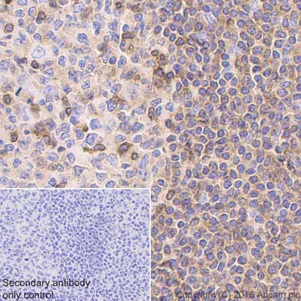 Immunohistochemistry (Formalin/PFA-fixed paraffin-embedded sections) - Anti-IL-16 antibody [EPR19988] - BSA and Azide free (AB251467)