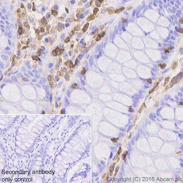Immunohistochemistry (Formalin/PFA-fixed paraffin-embedded sections) - Anti-IL-16 antibody [EPR19988] - BSA and Azide free (AB251467)