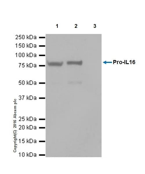 Immunoprecipitation - Anti-IL-16 antibody [EPR19988] - BSA and Azide free (AB251467)